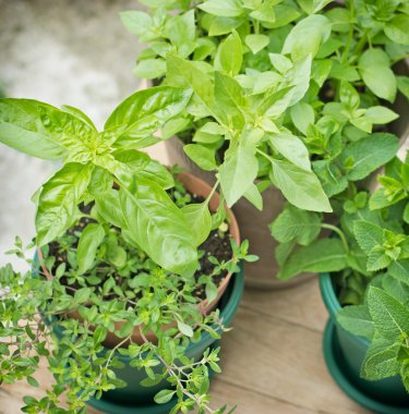 Taze otlar yakın çekim