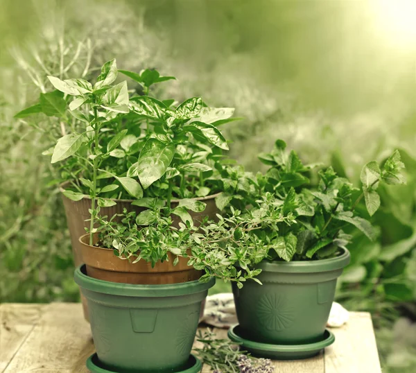 Rempah-rempah segar dan herbal dalam pot — Stok Foto