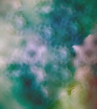 Bulanık kabarık çiçek (yumuşaklık çiçek) - güzel doğa