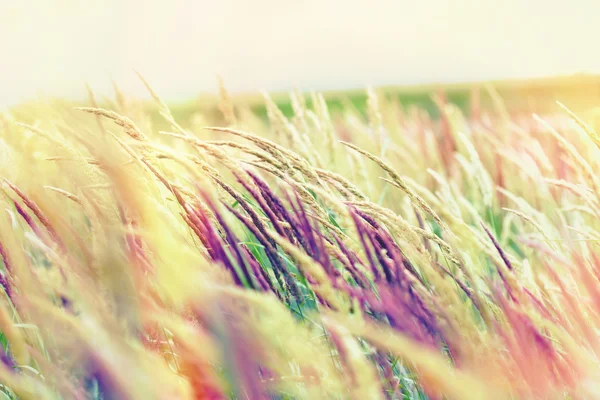 Beautiful nature - high grass — Stock Photo, Image