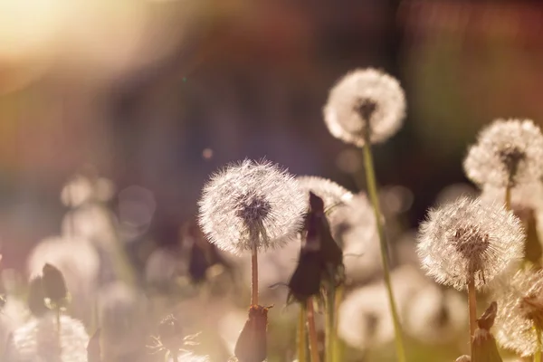 Размытый пушистый цветок - мягкий цветок — стоковое фото