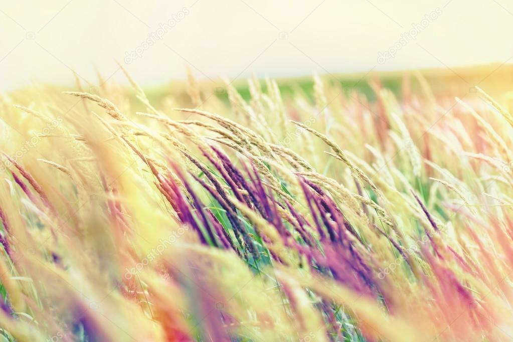 Beautiful nature - high grass
