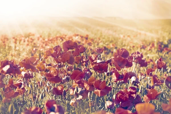 Poppy flowers in meadow — Stock Photo, Image