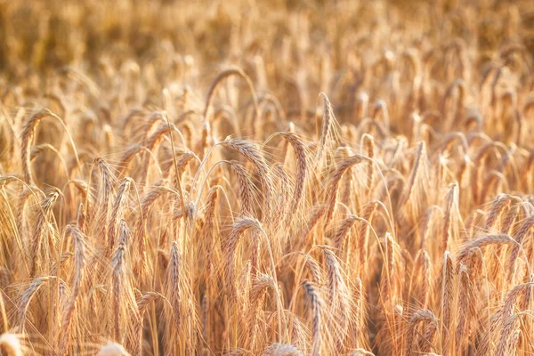 Weizenfeld am späten Nachmittag — Stockfoto
