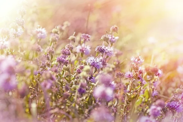 Kleine paarse weide bloemen — Stockfoto