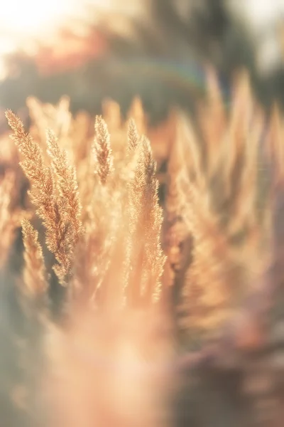 高草的日落-草种子 — 图库照片