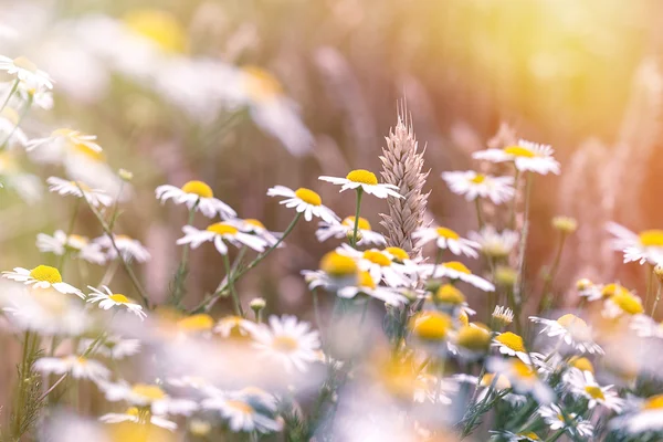 Trigo e flores de margarida — Fotografia de Stock