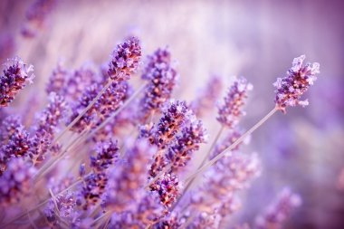 güzel lavanta çiçekleri