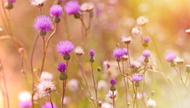 Çiçeklenme, çiçek açan thistle - dulavratotu