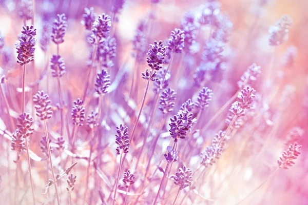 Schöne Lavendelblüten — Stockfoto