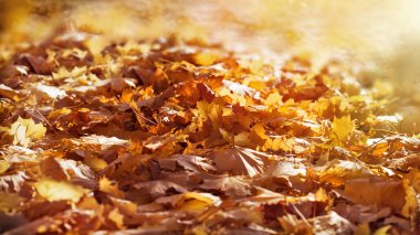 düşen sonbahar yaprakları