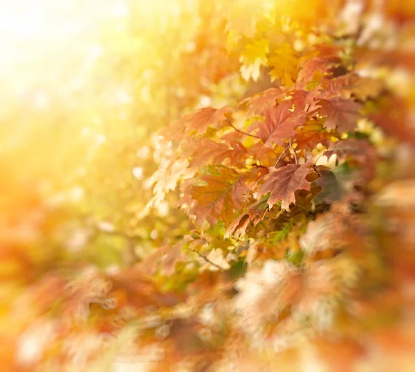 Oaken lämnar - oak tree — Stockfoto