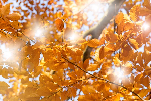 Sunlight przez autumn odchodzi — Zdjęcie stockowe