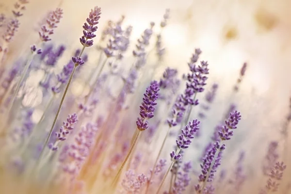 Lavanda abundante — Fotografia de Stock