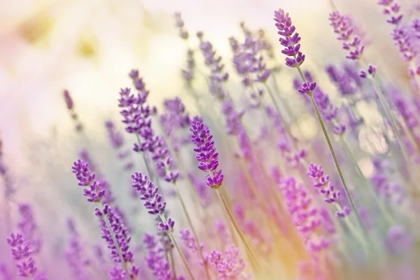 Lavanda abundante — Fotografia de Stock