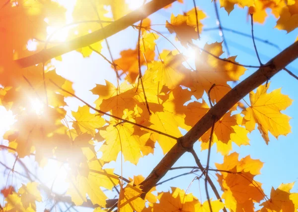 Folhas de outono e céu azul — Fotografia de Stock