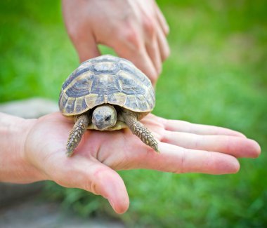 El - avuç içi turtle