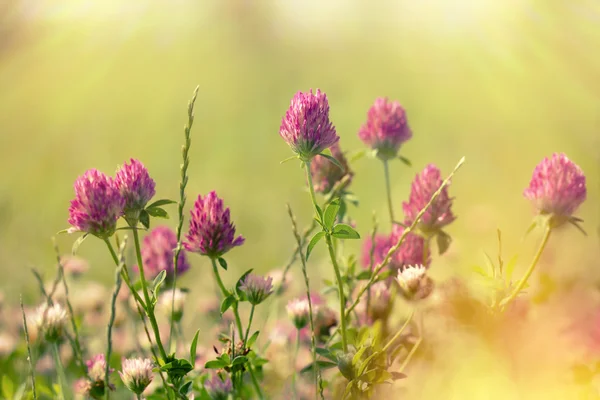 Flower of red clover illuminated by sun rays — Stock Photo, Image