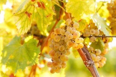 Bağ içinde üzüm asma üzerinde üzüm Riesling