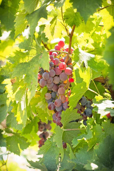 Uvas de vinho tinto na vinha de uva — Fotografia de Stock