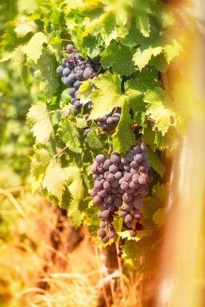 Red wine grapes on grape vine — Stock Photo, Image