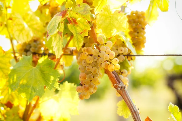 Uvas de vinificación - Riesling de uva — Foto de Stock