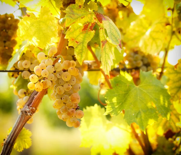 Uvas maduras cores como ouro - Riesling — Fotografia de Stock