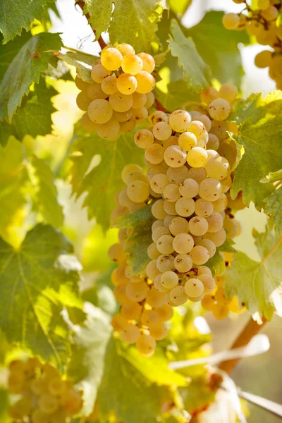 Uva en viñedo — Foto de Stock