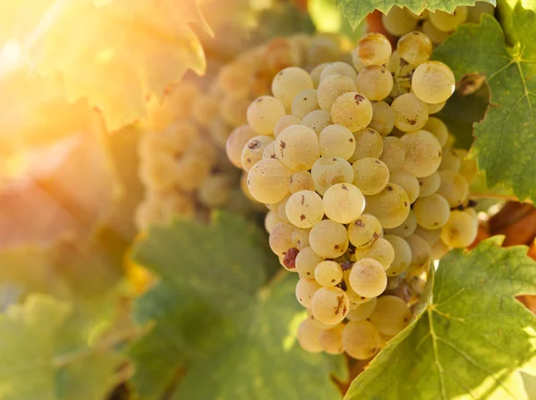 Grape Riesling in vineyard in late afternoon — Stock Photo, Image