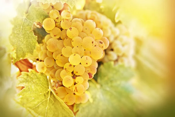 Grape Riesling lit by sun rays — Stock Photo, Image