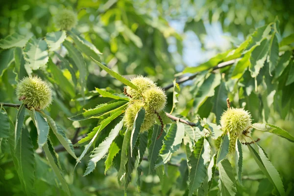 Kastanjes op boom — Stockfoto