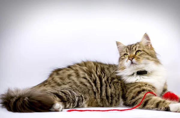 Cat laying and playing with ball of red wool — Stock Photo, Image