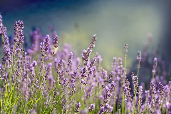 Lavender flower — Stock Photo, Image