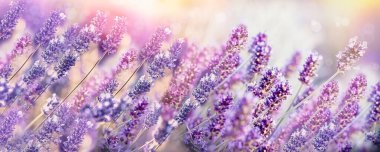 Lavanta çiçeği, çiçek açan lavanta çiçekleri, lavanta çiçeklerine seçici ve yumuşak bir odak, güzel bir çiçek