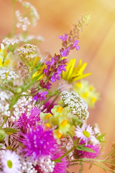 Schöne wilde Wiesenblumen — Stockfoto