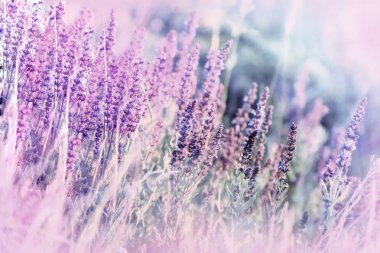 Vahşi çayır çiçek yumuşak odak