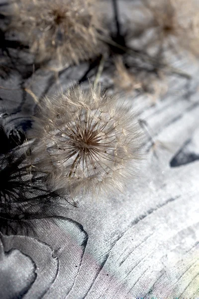 Fluffy blow ball - dandelion seeds — Stock Photo, Image