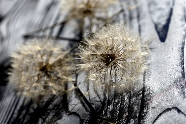 Fluffy blow ball - dandelion seeds — Stock Photo, Image