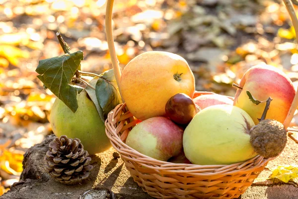 Fruits biologiques d'automne — Photo