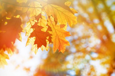 Güzel Meşe yaprağı