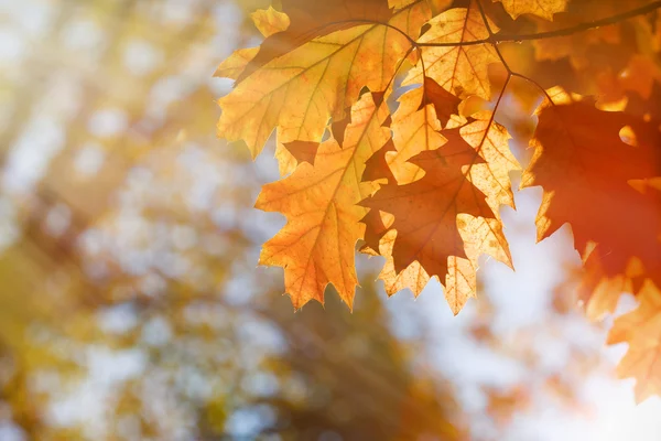 Красивые осенние листья в лесу — стоковое фото