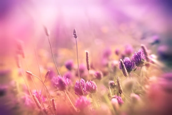 Soft focus on flowering clover — Stock Photo, Image