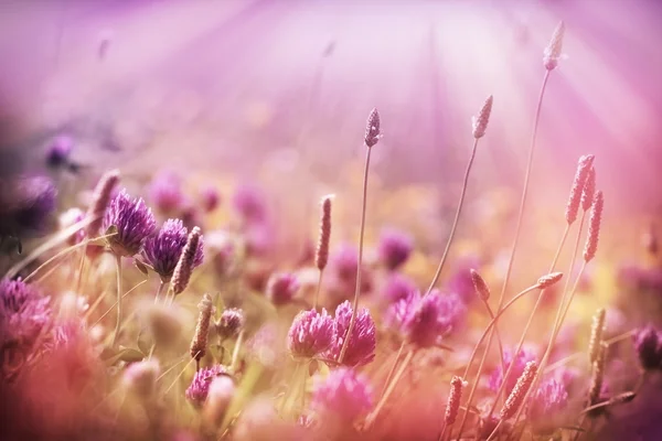 Ängen Blommor Röd Clower Upplyst Solens Strålar — Stockfoto