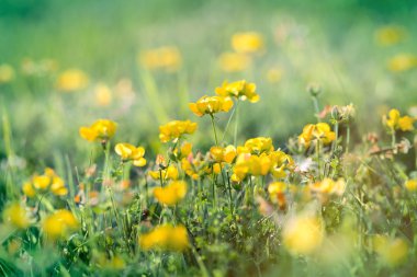 küçük sarı çiçek