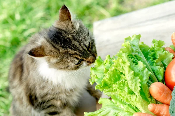 Pet knows what is healthy food