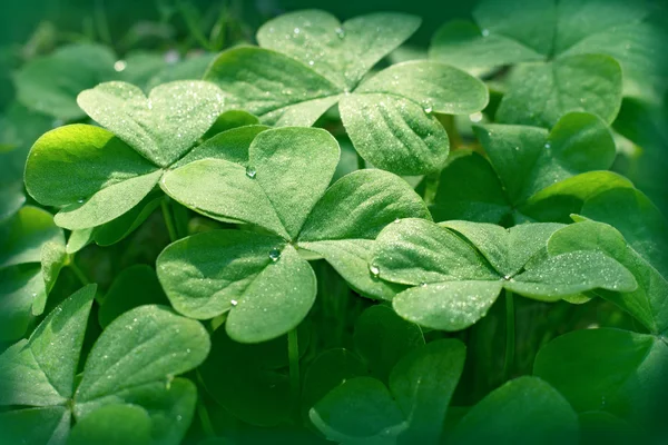 Clower leaves close up — Stock Photo, Image