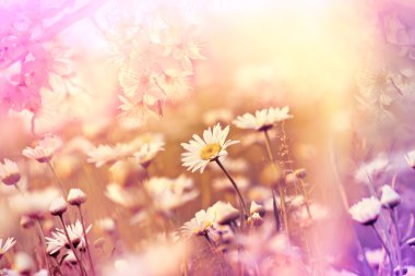 Çiçekli çiçek yumuşak odak