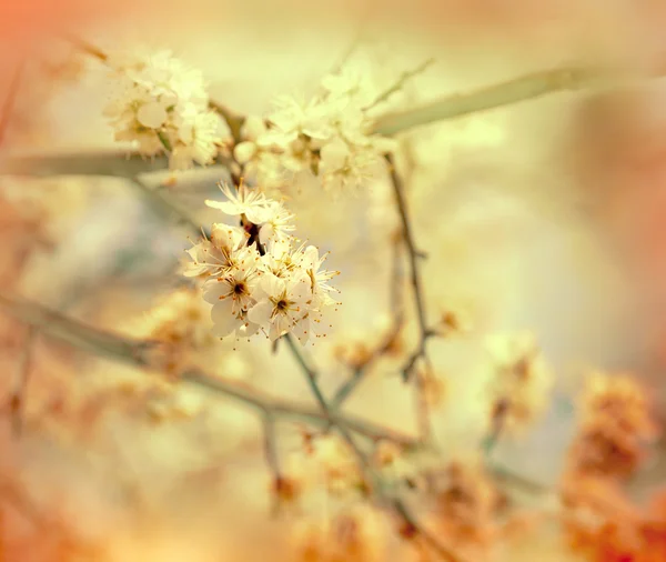 Měkké zaměření na kvetoucí větev — Stock fotografie