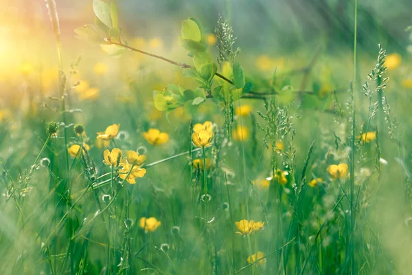 Primavera - hermosa naturaleza — Foto de Stock