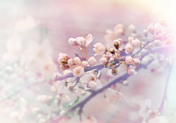 Soft focus on buds after rain — Stock Photo, Image
